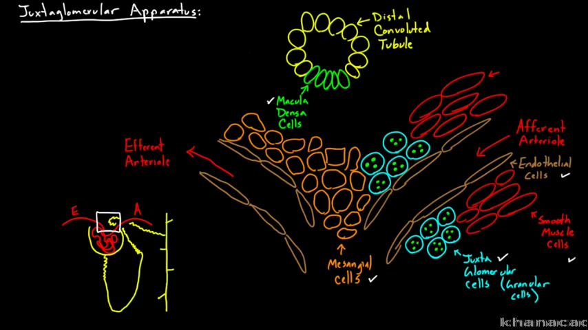 aldosterone and adh video khan academy adh works on what part of the nephron