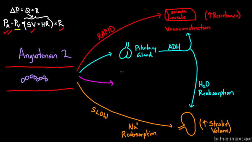 adh vs aldosterone venn diagram