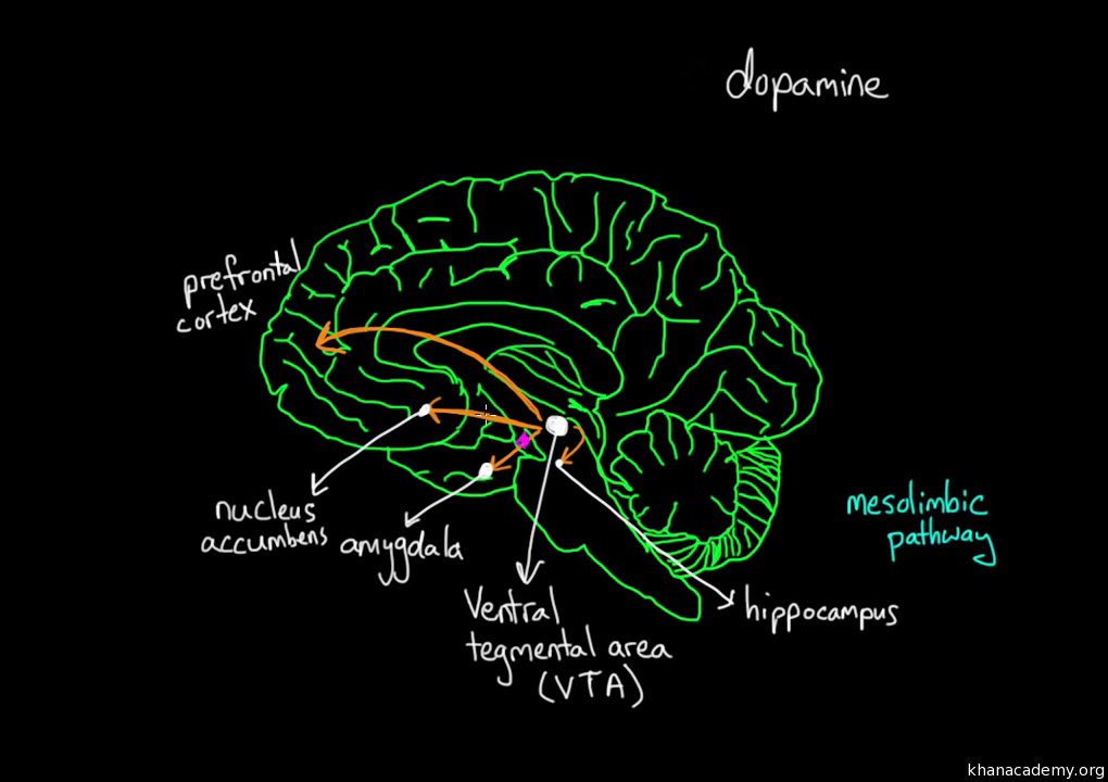 План прикола brain