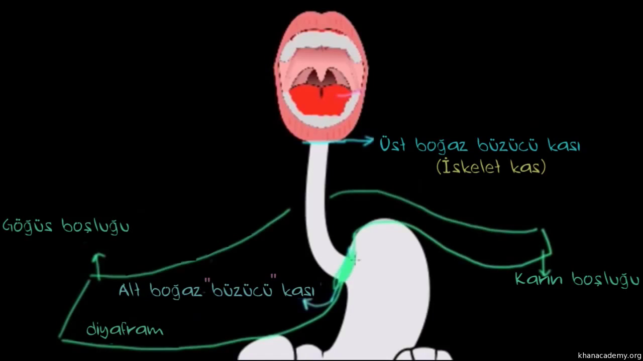 Bağırsaklardaki Hareketlenme Bağırsaklardaki Hareketlenme
