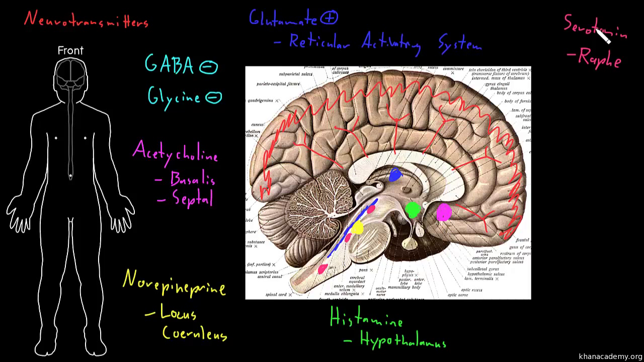 reticular activating system essay 2018-7-16 motivation is thought to be a combination of the drive within us this is thought to be connected to part of the brain called the ras or reticular activating system. reticular activating system essay 2018-7-16 motivation is thought to be a combination of the drive within us this is thought to be connected to part of the brain called the ras or reticular activating system.
