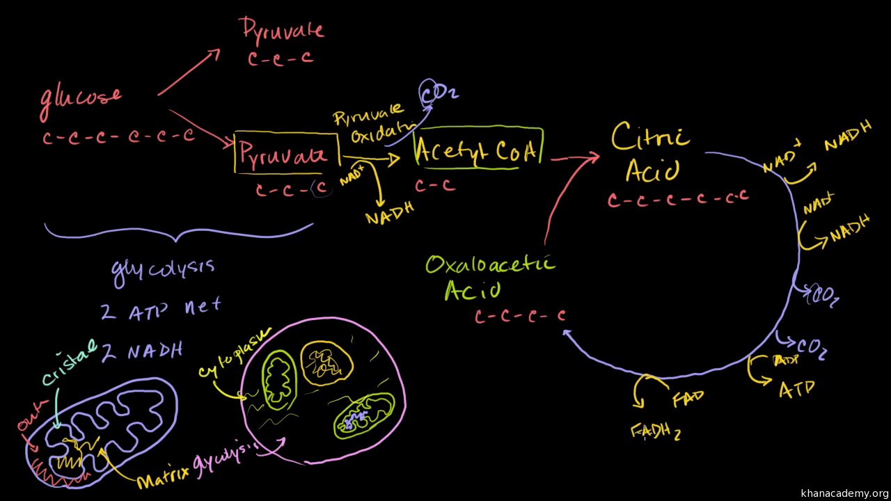 Which process is the one in which glucose is oxidized to generate two molecules of pyruvate and ATP and NADH are produced?