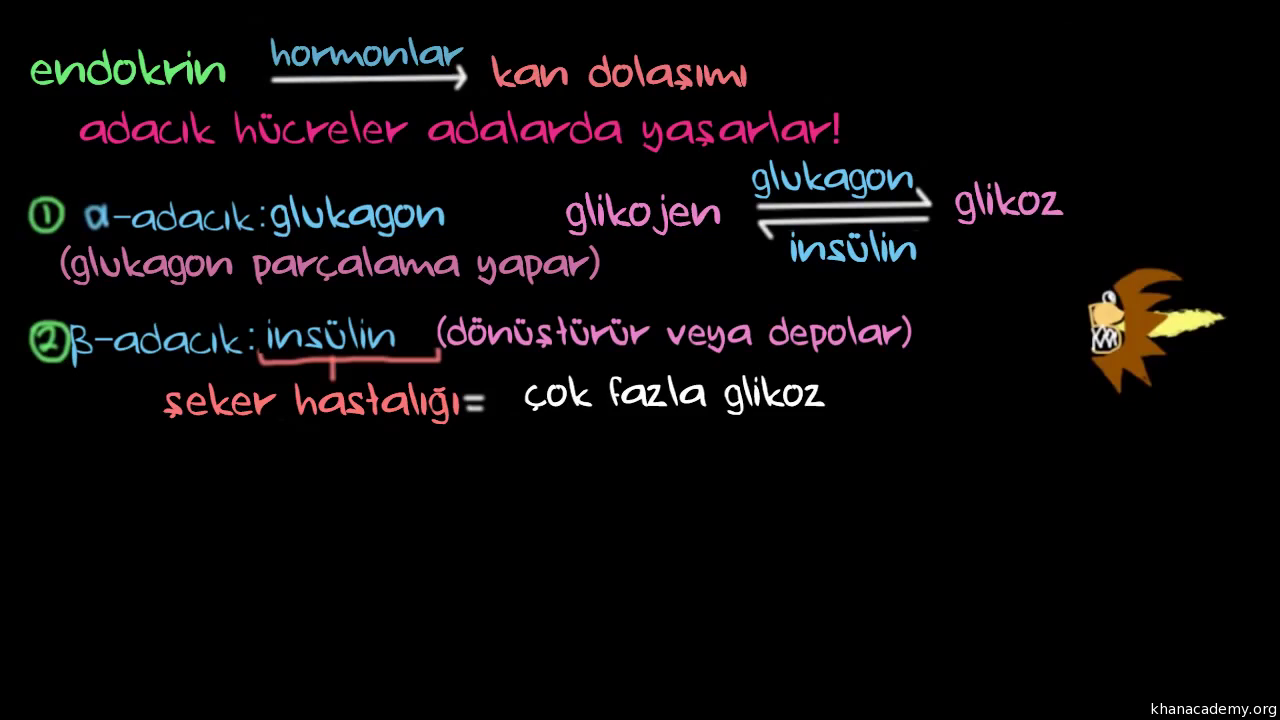Bağırsaklardaki Hareketlenme Bağırsaklardaki Hareketlenme