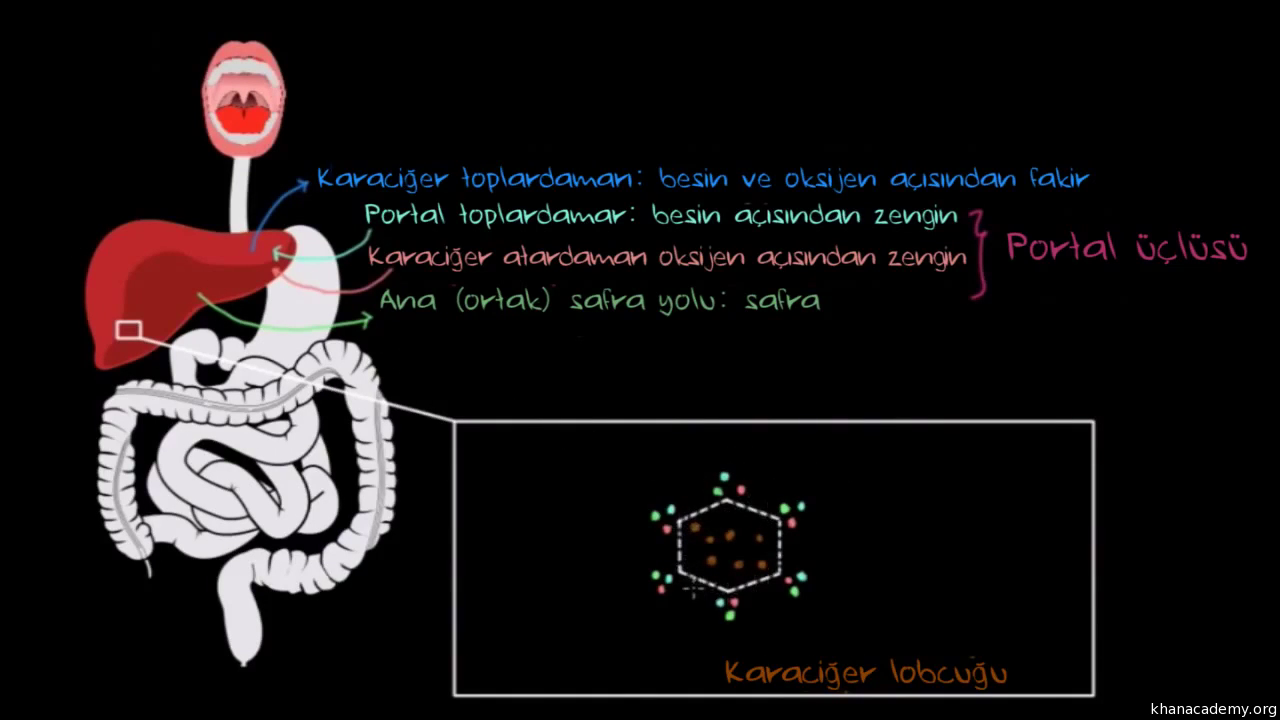 Bağırsaklardaki Hareketlenme Bağırsaklardaki Hareketlenme