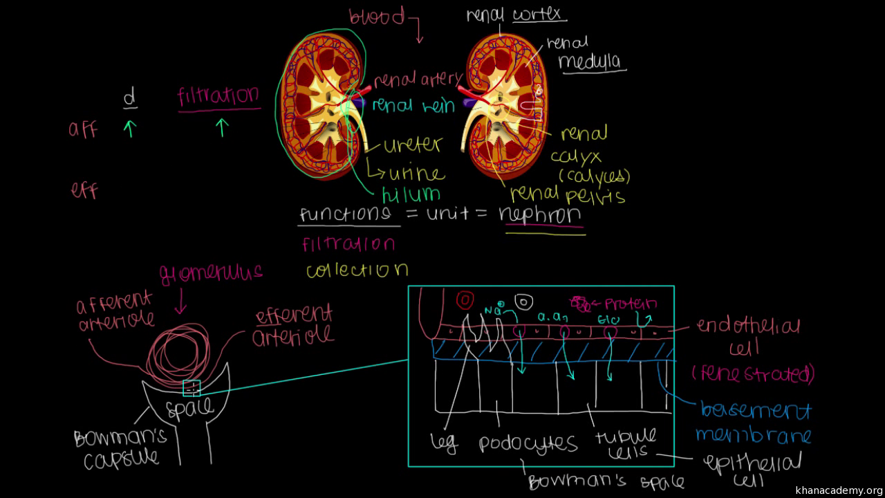 physioex renal system physiology
