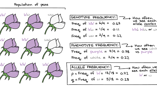 Allele Frequency The Gene Pool Article Khan Academy