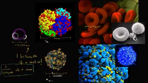 How big is a human cell?