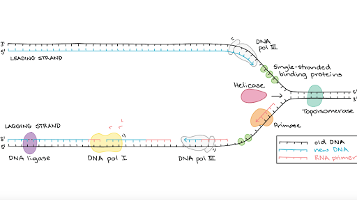 Proteins for dna replication