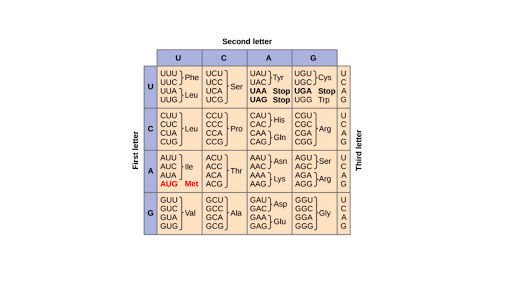 the-genetic-code-codon-table-article-khan-academy