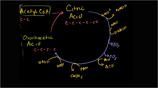 what-is-the-main-function-of-the-krebs-cycle-apex-eduardokruwrojas