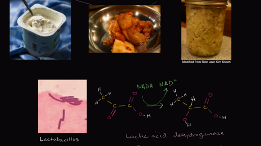 lactic acid fermentation food