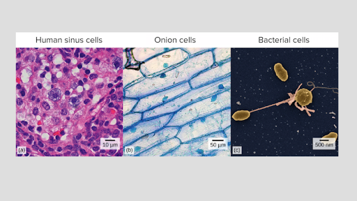 Structure Of A Cell Biology Library Science Khan Academy