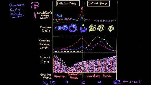 Reproductive cycle graph - Follicular phase (video)