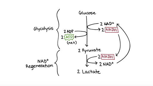 Image result for piruvato fermentation nadh