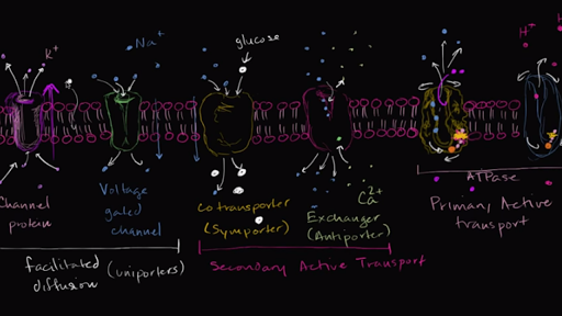 How do sodium ions enter cells?