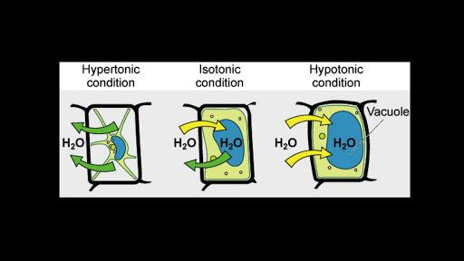 What would happen to a cell in an isotonic solution Osmosis What Is It