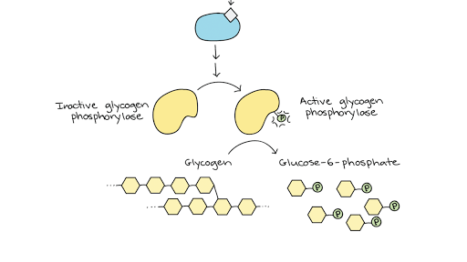 Response To A Signal Article Khan Academy