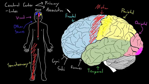 Cerebral Cortex