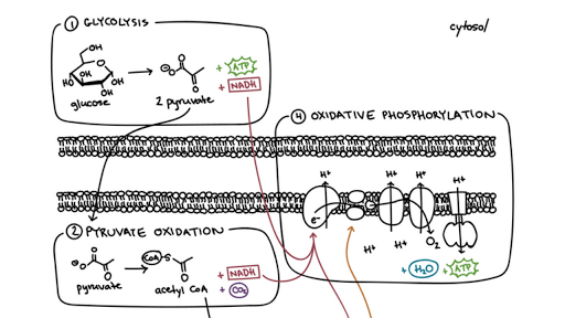 respiration aerobic oxygen during cellular steps purpose