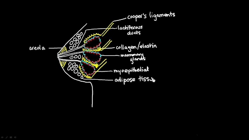 Anatomy of the Breasts - Stanford Medicine Children's Health