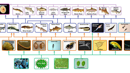 Food Chains Food Webs Article Ecology Khan Academy