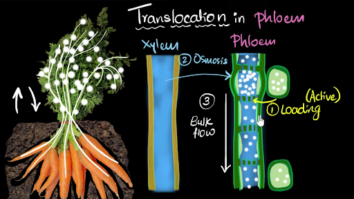 Phloem Example