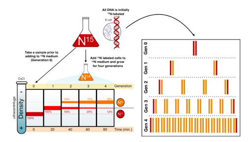 Mode Of Dna Replication Meselson Stahl Experiment Article Khan Academy