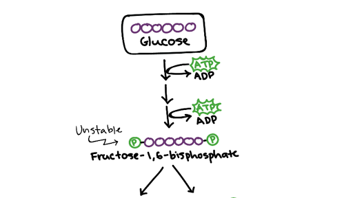 glycolysis diagram simple