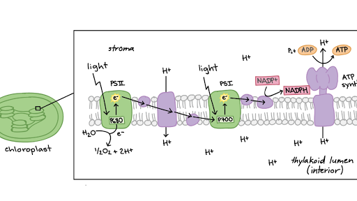 Light-dependent reactions (photosynthesis reaction) (article) | Khan