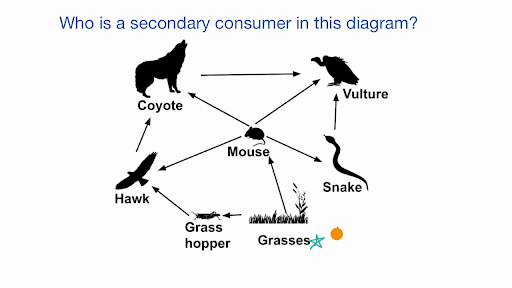 Example identifying roles in a food web (video) | Khan Academy