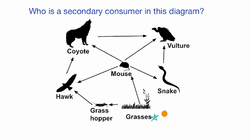 Example Identifying Roles In A Food Web Video Khan Academy