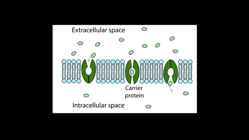 Facilitated diffusion is often used to transport