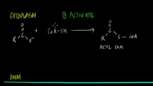 Fatty Acid Oxidation Part I Video Khan Academy