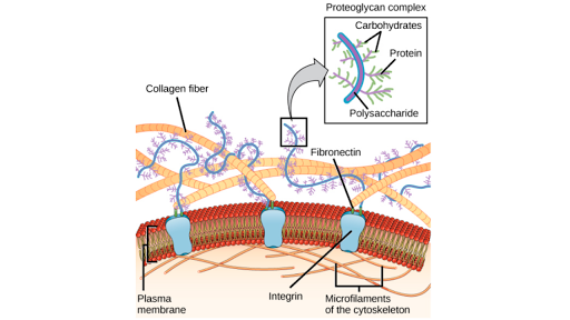 Structure Of A Cell Biology Library Science Khan Academy