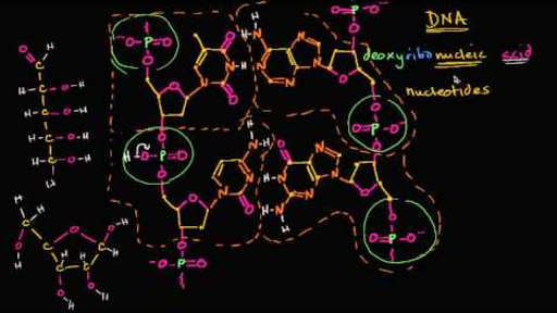 Molecular Structure Of Dna Video Khan Academy