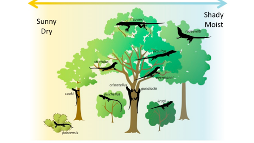 competition examples biology