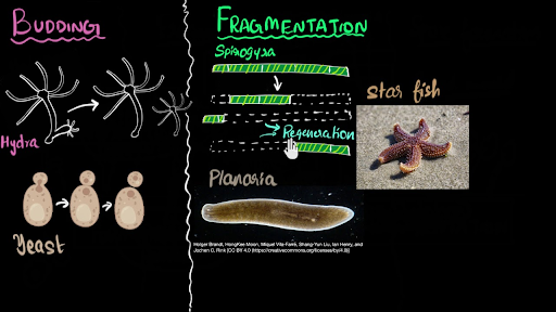 which-of-these-is-the-best-example-of-fragmentation