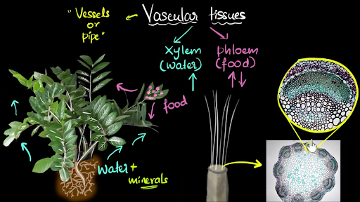 xylem and phloem diagram for kids