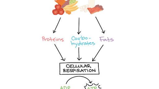 Metabolic Rate Article Ecology Khan Academy 8037