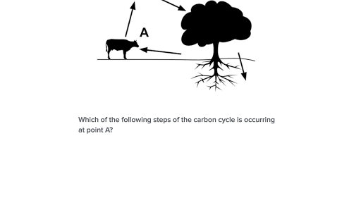 Biogeochemical Cycles Practice Ecology Khan Academy