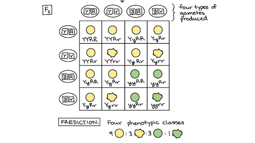 The Law Of Independent Assortment Article Khan Academy