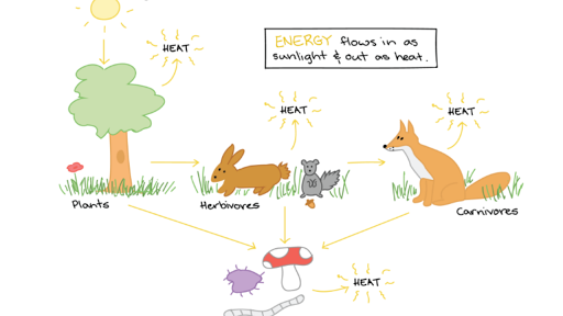 What are three terms used to describe organisms such as lions?