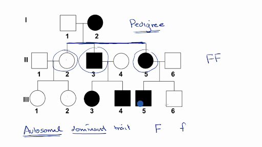 biology pedigree with traits for pictures and projects