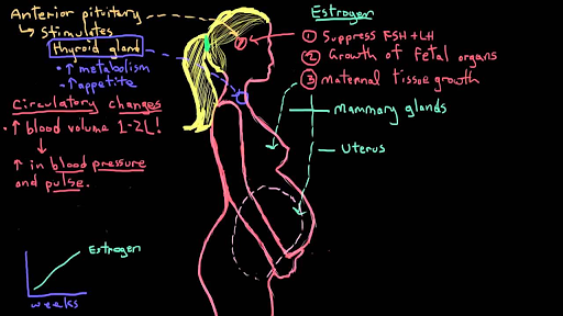 Nursing In Ghana - 🌹SOME CHANGES OCCURING DURING PREGNANCY🌹 So many  physiological Changes take place in the body during pregnancy but few are;  ✓The enlarged Uterus puts pressure on our bladder causing