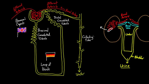 nephron structure for kids