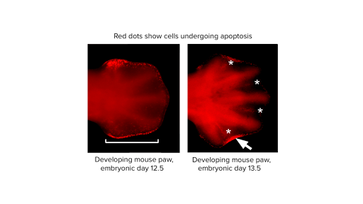 Apoptosis Article Developmental Biology Khan Academy - 