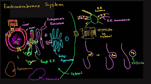 Structure Of A Cell Biology Library Science Khan Academy