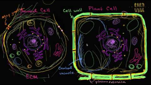 Overview of animal and plant cells (video) | Khan Academy