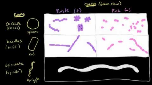 Bacterial Characteristics Gram Staining Video Khan Academy
