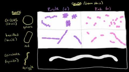 gram positive vs gram negative histology